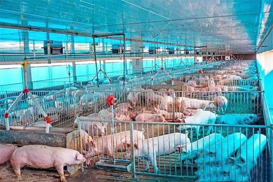 冬天猪为什么长得慢?把这几点做好可提前出栏半个月!