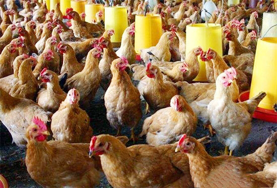 养鸡想赚钱都要注意啥?