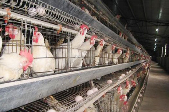 做好这两方面养出高产蛋鸡不是梦