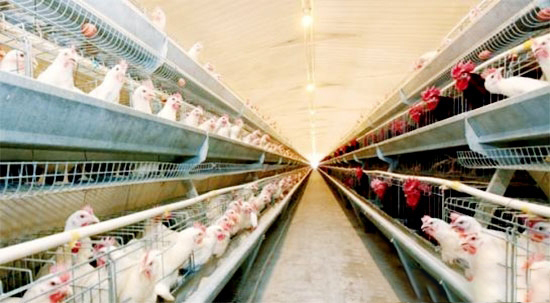 养鸡户需要了解的净槽的知识