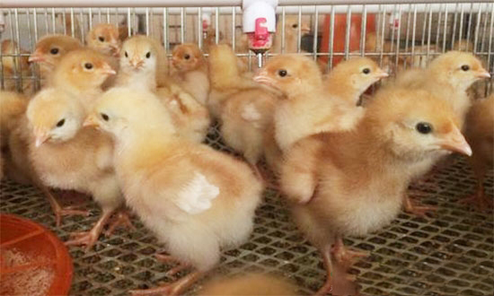 7日龄雏鸡饲养管理要点