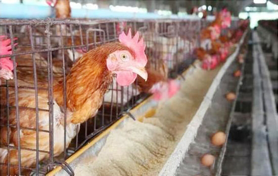 母鸡产蛋后期管理技术