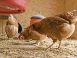 农业部：2020年全国H7N9要稳定控制