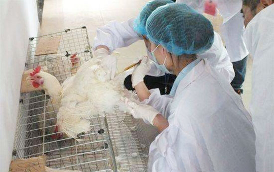 种鸡场公鸡人工采精技巧