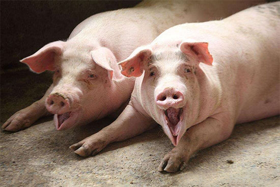 这一轮猪价暴跌对养猪人或许是好事