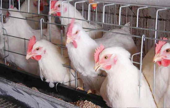 养肉鸡怎样做到适时出栏