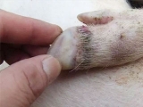 猪口蹄疫处理的“三步走”原则 养猪人都应该知道！