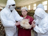 农业部要求加强家禽H7N9流感防治工作