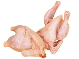 肉鸡皮肤颜色与什么有关