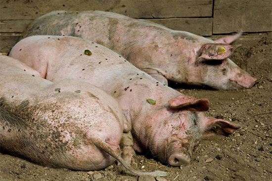 母猪有了寄生虫病怎么办?