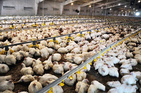 商品肉鸡各个周龄的饲养管理要点