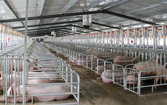 养猪场猪舍环境控制技巧