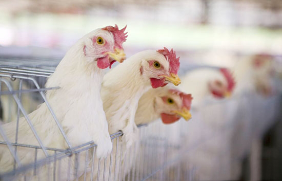 蛋种鸡育成期的饲养管理