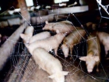 养猪亏损，生猪价格何时才能见底？