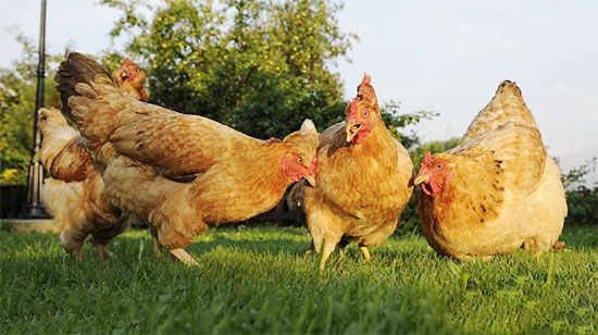 禽病防治“四宜四忌”