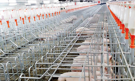 规模化养猪场大肆扩张，生猪供应处于严重供大于求的状态