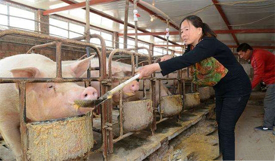 8项养猪补贴散户也有福利