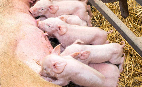 防治并重应对仔猪下痢