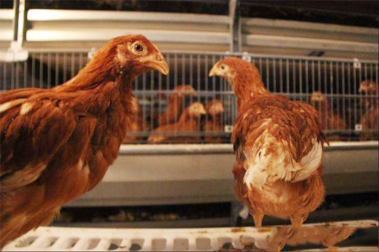 小心：红粪竟是偷走蛋鸡利润的黑手！