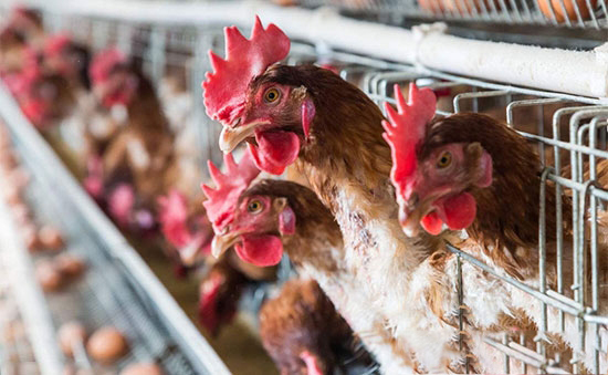 蛋鸡养殖KY.COM不容忽视