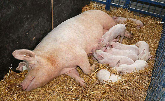 母猪为什么容易瘫痪?如何避免母猪发生瘫痪?