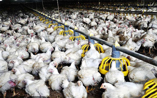鸡群养殖平常多注意的几个方面