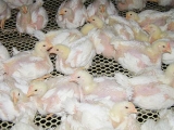 夏季如何做好肉鸡生产管理