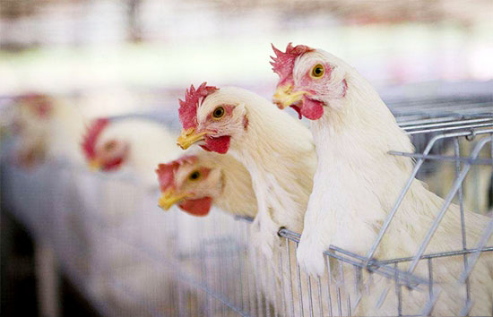 养鸡生产中的小技巧