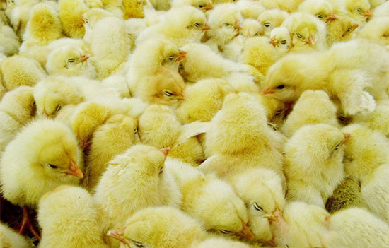 如何提高出雏均匀度