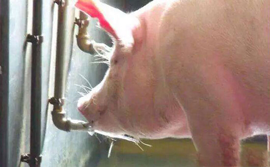 夏季猪只发生日射病与热射病怎么办？