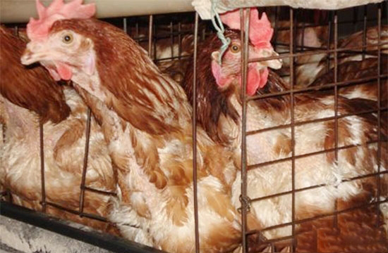 蛋鸡强制换羽的基本过程