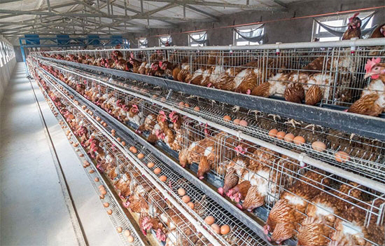 产蛋后期饲养管理要点