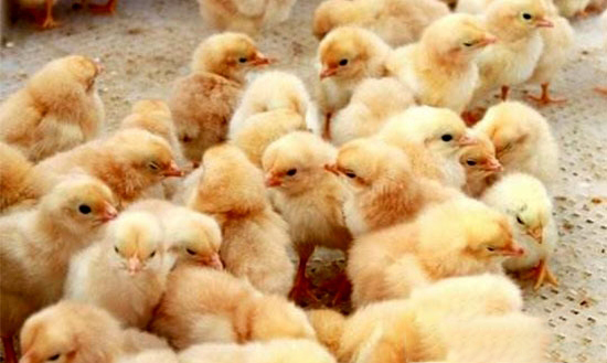 散养雏鸡开食方法