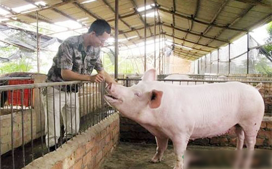 什么样的人合适养猪？暴富心理不可有