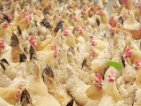 散养模式下的鸡群管理技术