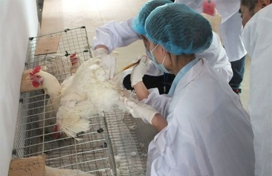 鸡人工授精技术操作规程