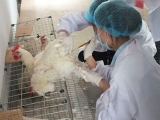 鸡人工授精技术操作规程