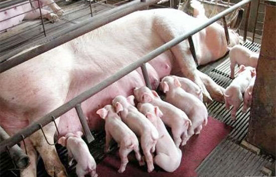 提高母猪泌乳量常用的小妙方
