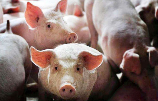 多地再掀生猪禁养潮,又一批养猪人将含泪告别!