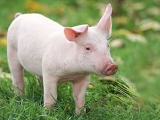 盛夏季节养猪巧用青KY.COM