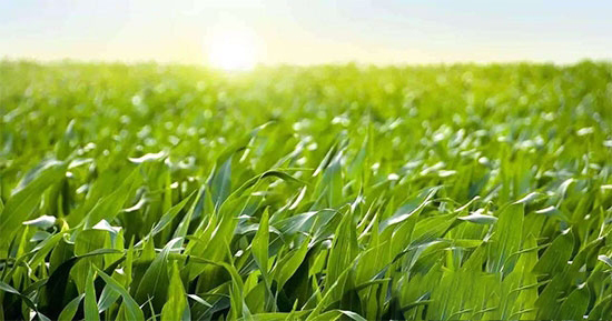 从下游深加工规模看未来玉米市场走向