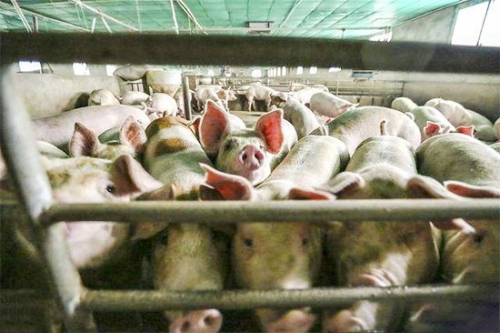 生猪养殖过度保险容易导致产能过度扩张 要避免过度补贴导致新的生产失衡