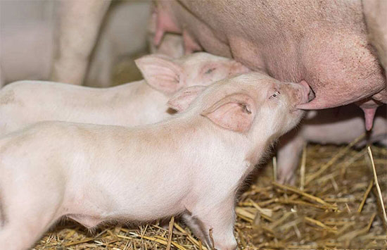 此次猪价反弹幅度或不及2014年 猪价能否重演4年前走势