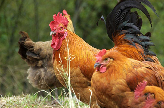 圈内人揭秘:生态养鸡这么干才有钱赚