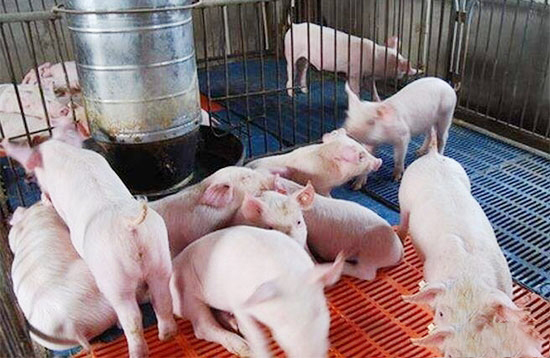 夏季喂猪一定要注意这四点