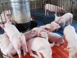 夏季喂猪一定要注意这四点