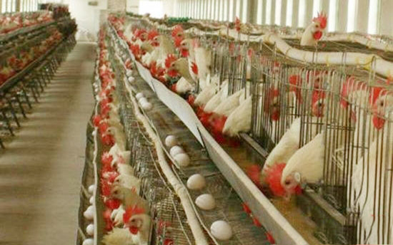 蛋鸡周年饲养管理作业历