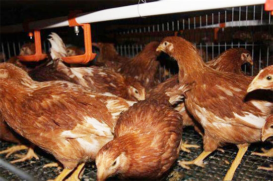 确保后备鸡体型发育良好