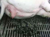 夏季母猪便秘怎么解决？
