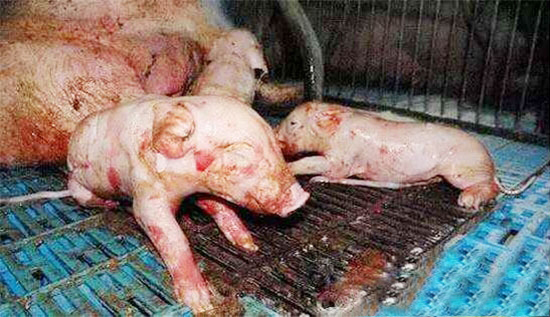 养猪技术分享——如何缩短产程呢？